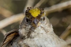 MG_5899-Gold-Crowned-Sparrow
