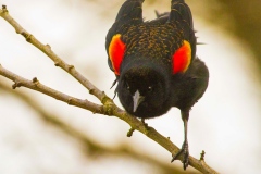 MG_6543-male-Red-Winged-Blackbird-displaying