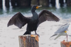 MG_6891-Double-Crested-Cormorant