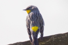 MG_7681-2-Yellow-Rumped-Warbler-Audubon