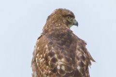 MG_8141-Red-Tailed-Hawk