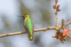 MG_8160-Annas-Hummingbird-female
