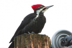 MG_8425-Pileated-Woodpecker-male