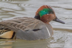 MG_8926-Green-Winged-Teal