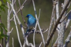 MG_9045-Mountain-Bluebird-male