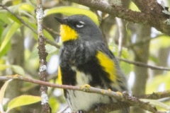 MG_9407-Yellow-Rumped-Warbler-Audubon