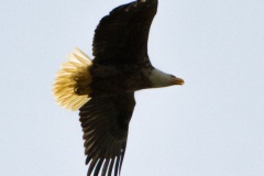 MG_9695-Bald-Eagle-in-flight-close-crop-2