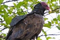 IMG_8711-Turkey-Vulture