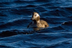 MG_0725-Longtailed-Duck-female