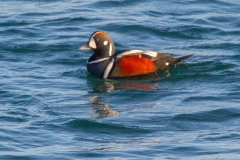 MG_0955-Harlequin-Duck-male