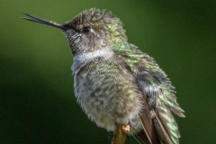 MG_1899-Annas-Hummingbird