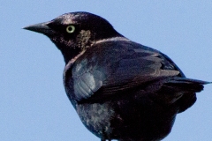MG_2274-Brewers-Blackbird-male