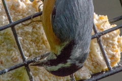 MG_2575-Red-breasted-Nuthatch