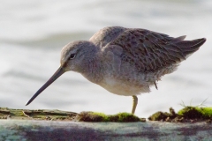 MG_2828-Long-Billed-Dowitcher