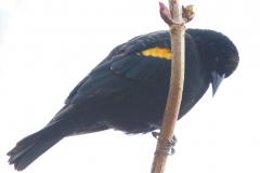 MG_3125-Red-winged-Blackbird-male