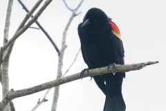 MG_3126-Red-winged-Blackbird-male