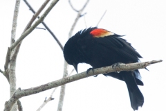 MG_3129-Red-winged-Blackbird-male