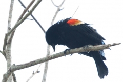 MG_3130-Red-winged-Blackbird-male