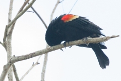 MG_3132-Redwinged-Blackbird-male