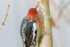 MG_3143-Red-breasted-Sapsucker