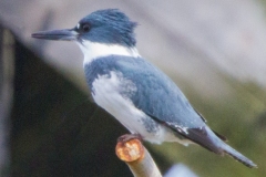 MG_3854-Belted-Kingfisher-male