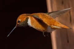 MG_5480-Rufous-Hummingbird-male