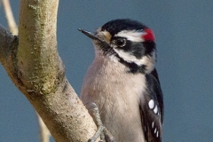 MG_5926-Downy-Woodpecker-male