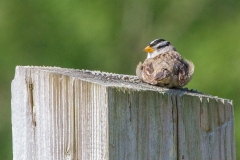 MG_7977-White-crowned-Sparrow