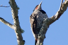 MG_9372-Northern-Red-shafted-Flicker