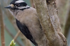 1_MG_8566-Downy-Woodpecker-female