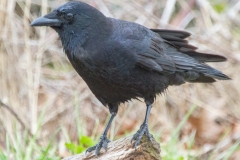 1_MG_8696-American-Crow