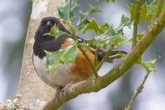 1_MG_9042-Spotted-Towhee
