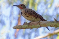 2_MG_8921-Northern-Red-shafted-Flicker