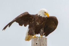 American-Bald-Eagle-3807