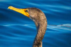 Double-Crested-Cormorant-5788