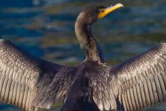 Double-Crested-Cormorant-6058