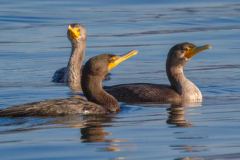 Double-crested-Cormorants-5211
