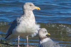 Glaucous-Wing-Short-billed-Gulls-2765