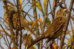 Gold-crowned-Sparrow-3317