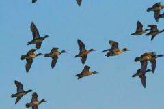 Green-winged-Teal-6234