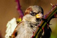 House-Sparrow-4809
