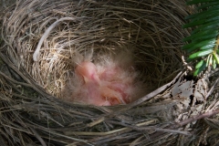 IMG_5404-American-Robin-nestlings