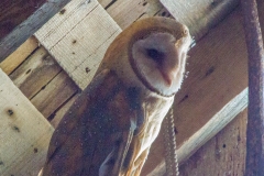 MG_0096-Barn-Owl