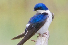 MG_0386-tree-swallow