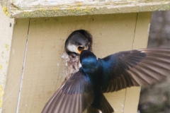 MG_0932-Tree-Swallow-with-chicks
