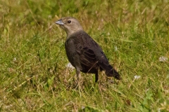 MG_1340-Brown-headed-Cowbird-female