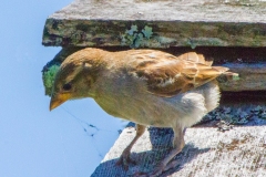MG_1412-House-Sparrow-female