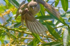 MG_1459-House-Sparrow-female