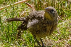 MG_1477-Brown-headed-Cowbird-juvenile