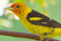 MG_1818-Western-Tanager